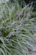  Silvery Sunproof Variegated Liriope - Lilyturf - 6 Pack Of 1 Gallon Pots
