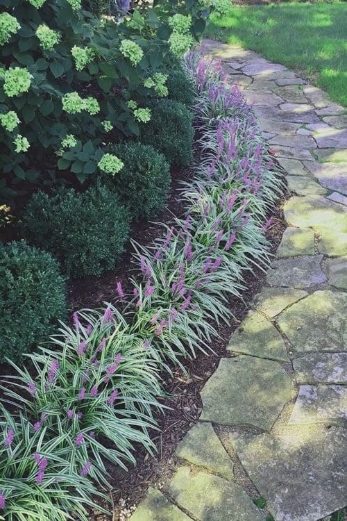  Silvery Sunproof Variegated Liriope - Lilyturf - 6 Pack Of 1 Gallon Pots