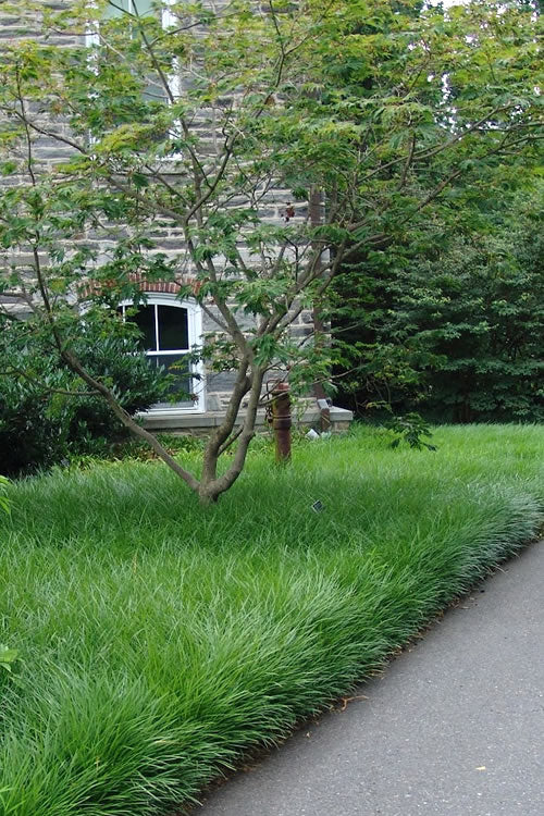  Creeping Lilyturf(Liriope Spicata) - 6 Pack Of Pint Pots