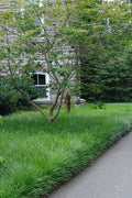 Creeping Lilyturf(Liriope Spicata) - 6 Pack Of Pint Pots
