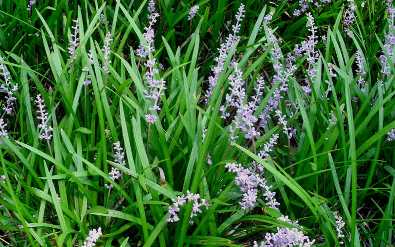  Creeping Lilyturf (Liriope Spicata) - 36 Pack Of 3.5" Pint Pots