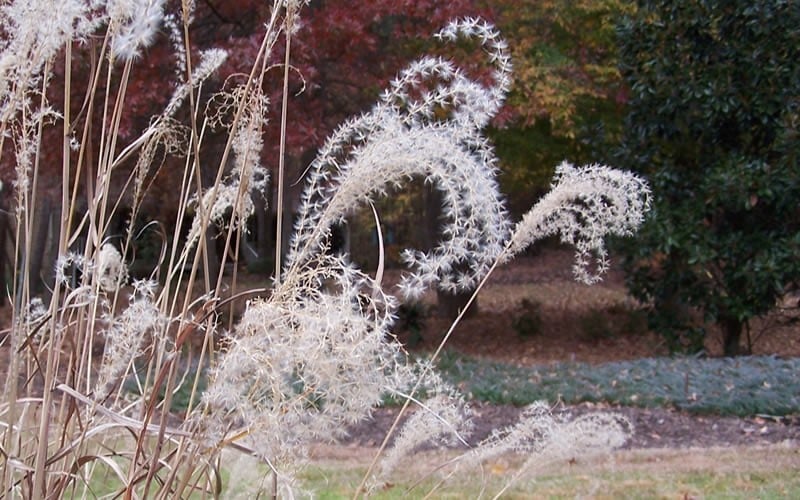  Little Zebra Grass - Miscanthus - 3 Gallon Pot