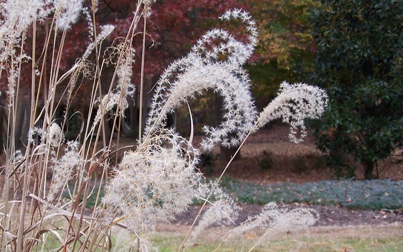  Little Zebra Grass - Miscanthus - 1 Gallon Pot