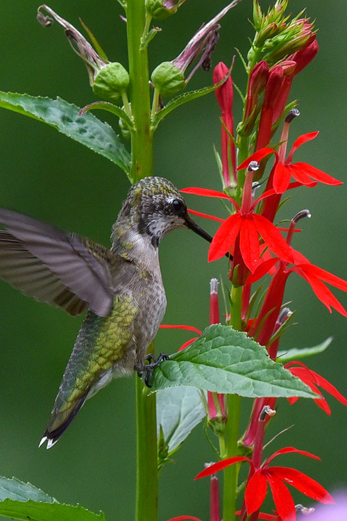 Starship Scarlet Bronze Cardinal Flower (Lobelia) - 12 Pack Of Quart Pots