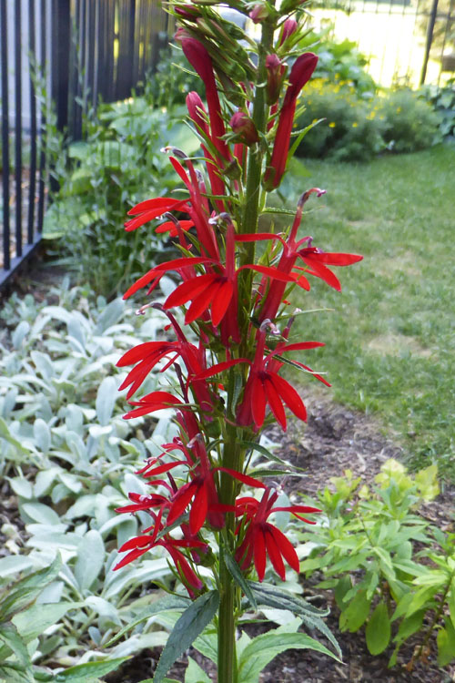  Red Cardinal Flower (Lobelia Cardinalis) - 10 Pack Of Quart Pots