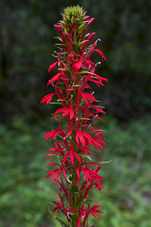  Red Cardinal Flower (Lobelia Cardinalis) - 10 Pack Of Quart Pots