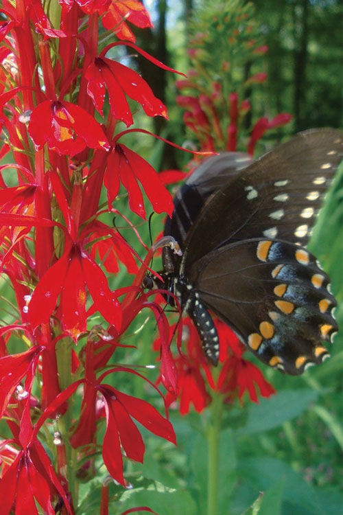  Red Cardinal Flower (Lobelia Cardinalis) - 12-Pack Of Quart Pots