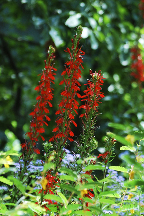  Red Cardinal Flower (Lobelia Cardinalis) - 5 Pack Of Quart Pots