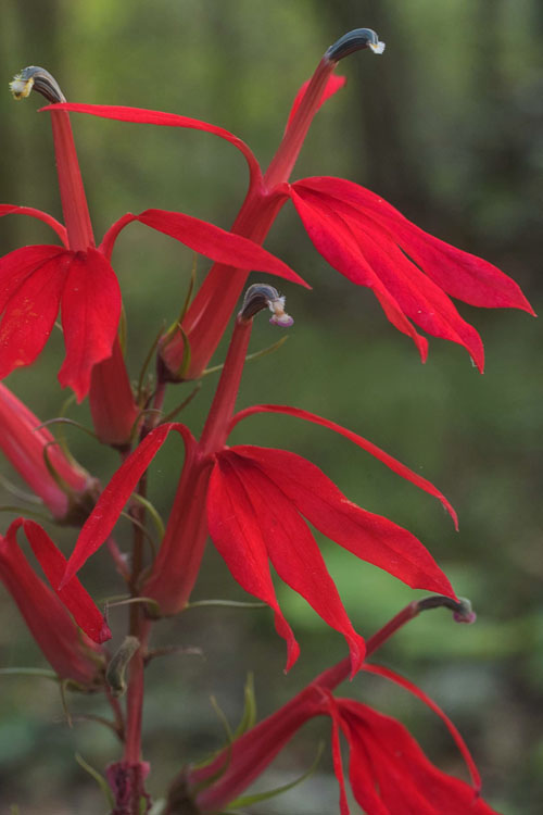  Red Cardinal Flower (Lobelia Cardinalis) - 8 Pack Of 1 Gallon Pots
