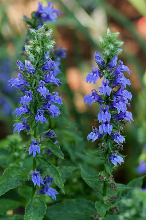  Great Blue Lobelia - 2.5 Quart Pot