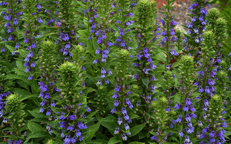  Great Blue Lobelia - 6 Pack Of 2.5 Quart Pots