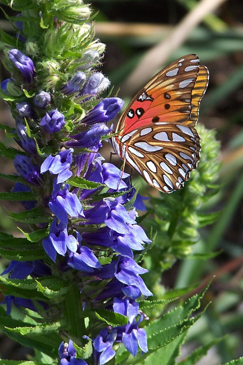  Great Blue Lobelia - 2.5 Quart Pot