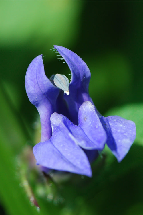  Great Blue Lobelia - 6 Pack Of 2.5 Quart Pots