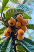 Loquat Tree - Eriobotrya Japonica - 3 Gallon Pot