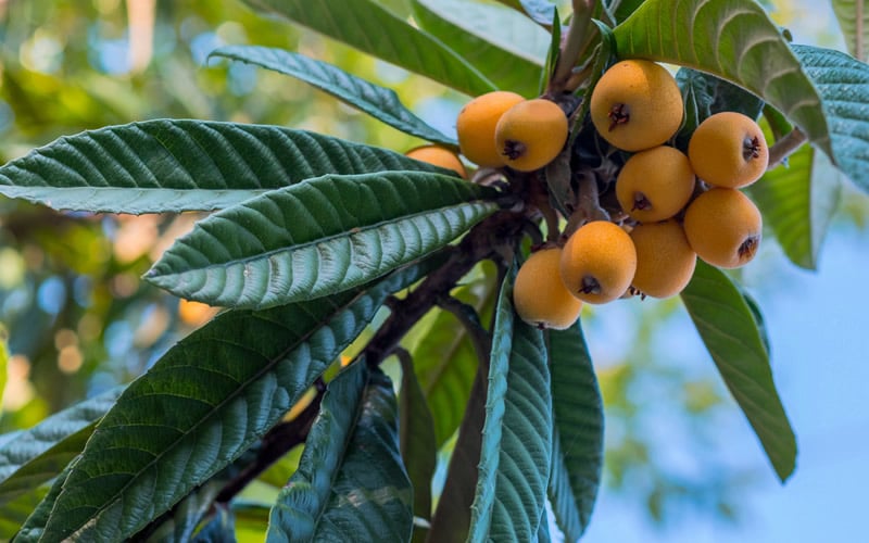  Loquat Tree - Eriobotrya Japonica - 3 Gallon Pot