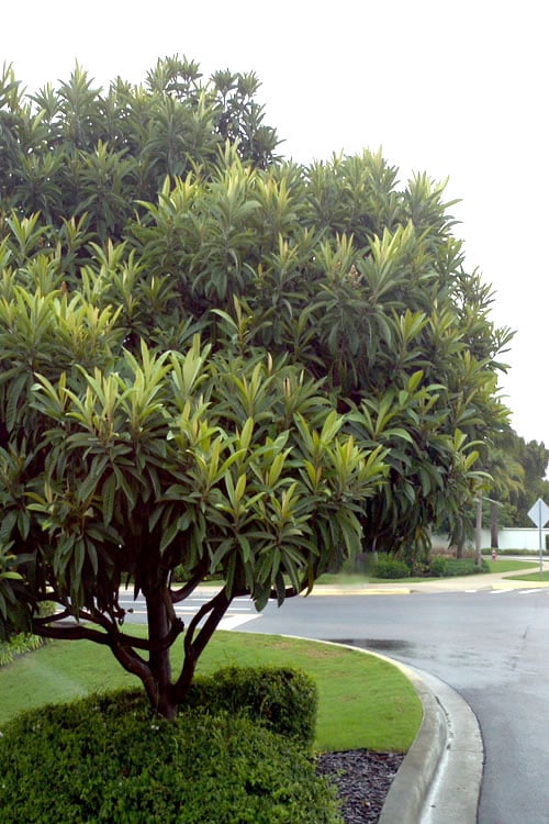 Loquat Tree - Eriobotrya Japonica - 3 Gallon Pot