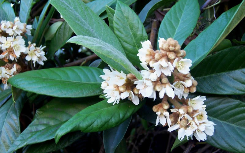  Loquat Tree - Eriobotrya Japonica - 3 Gallon Pot