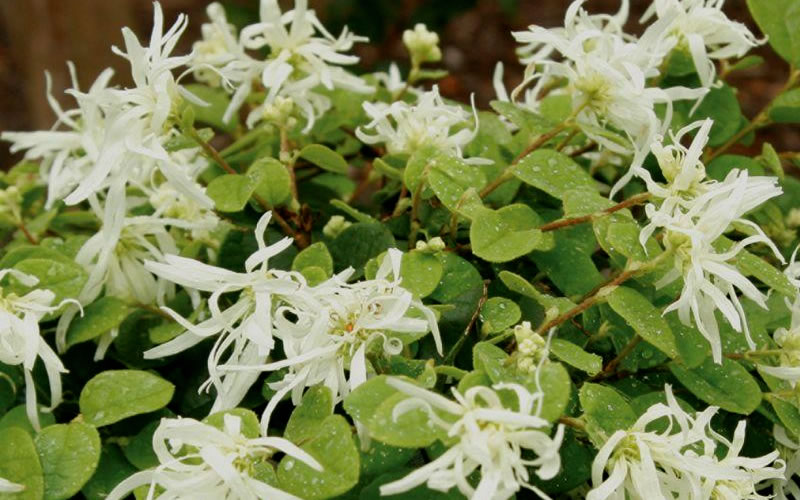  Emerald Snow Loropetalum (Chinese Fringeflower) - 1 Gallon Pot