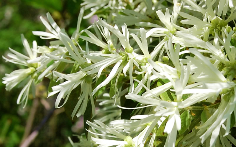  Emerald Snow Loropetalum (Chinese Fringeflower) - 1 Gallon Pot