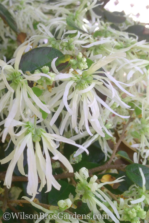 Emerald Snow Loropetalum (Chinese Fringeflower) - 1 Gallon Pot