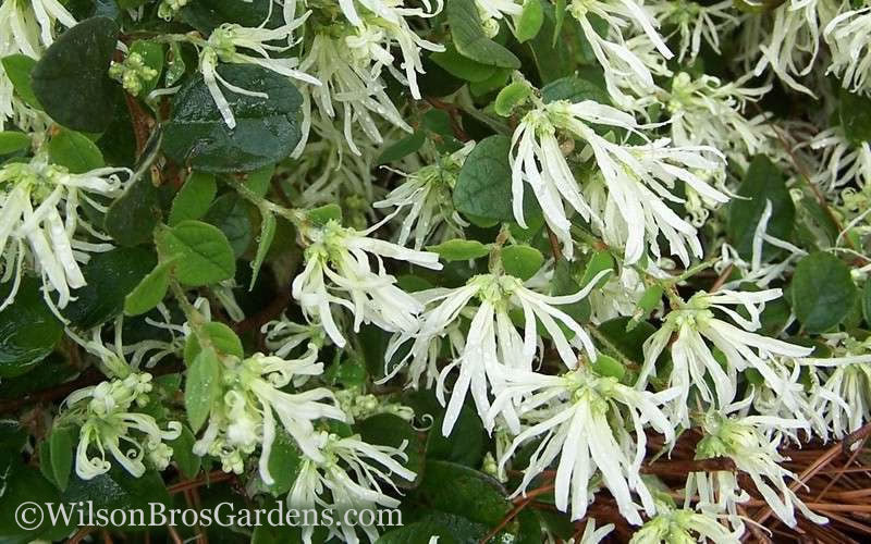  Emerald Snow Loropetalum (Chinese Fringeflower) - 1 Gallon Pot
