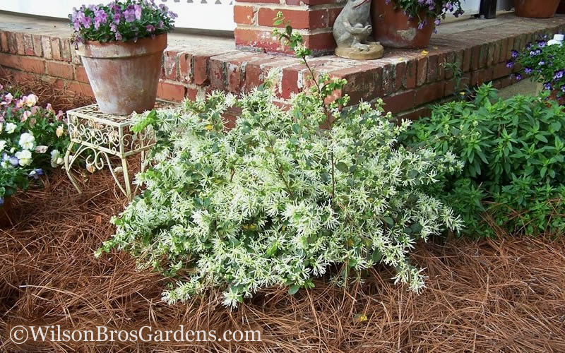  Emerald Snow Loropetalum (Chinese Fringeflower) - 1 Gallon Pot