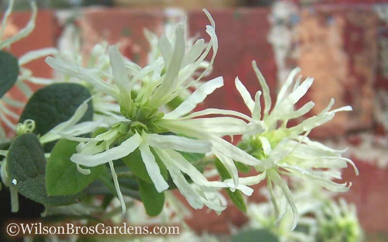  Emerald Snow Loropetalum (Chinese Fringeflower) - 3 Gallon Pot