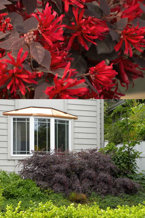  Ever Red Loropetalum (Chinese Fringeflower) - 2 Gallon Pot
