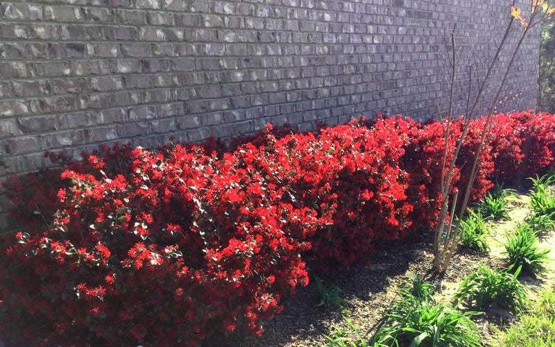  Ever Red Loropetalum (Chinese Fringeflower) - 2 Gallon Pot