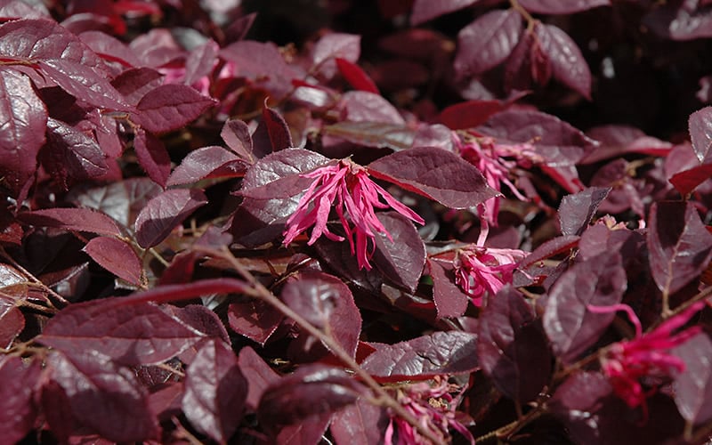  Plum Delight Loropetalum - Chinese Fringeflower - 3 Gallon Pot