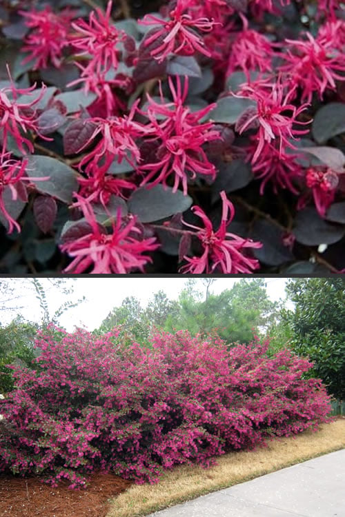  Plum Delight Loropetalum - Chinese Fringeflower - 3 Gallon Pot