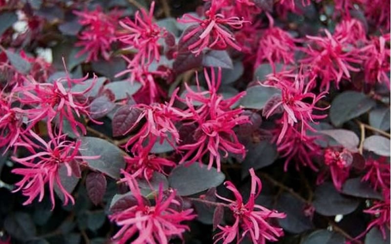  Plum Delight Loropetalum - Chinese Fringeflower - 3 Gallon Pot