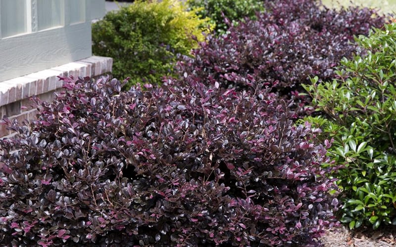  Purple Daydream Dwarf Loropetalum - 3 Gallon Pot