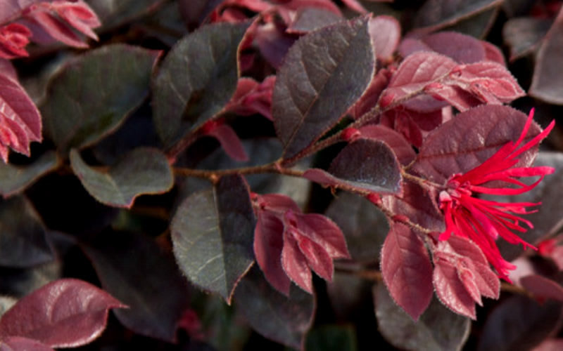  Purple Daydream Dwarf Loropetalum - 3 Gallon Pot