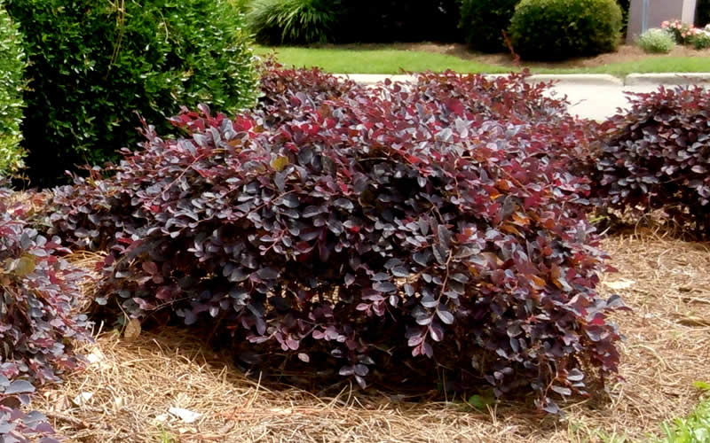  Purple Daydream Dwarf Loropetalum - 3 Gallon Pot