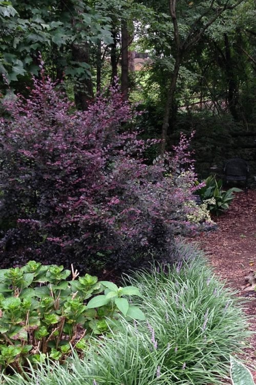  Purple Diamond Loropetalum - 3 Gallon Pot