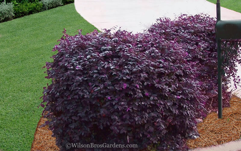  Purple Diamond Loropetalum - 2.5 Quart Pot