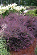  Purple Diamond Loropetalum - 2.5 Quart Pot