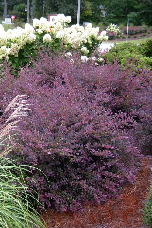  Purple Diamond Loropetalum - 6 Pack Of 1 Gallon Pots
