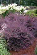  Purple Diamond Loropetalum - 6 Pack Of 1 Gallon Pots