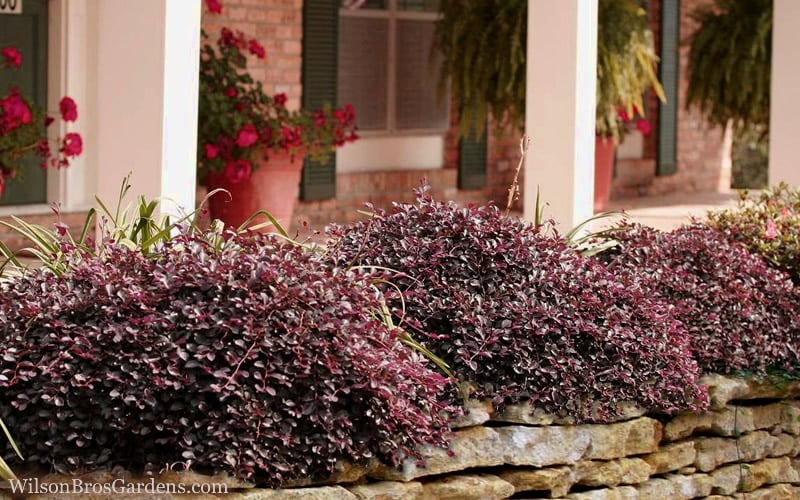  Purple Pixie Loropetalum - 3 Gallon Pot