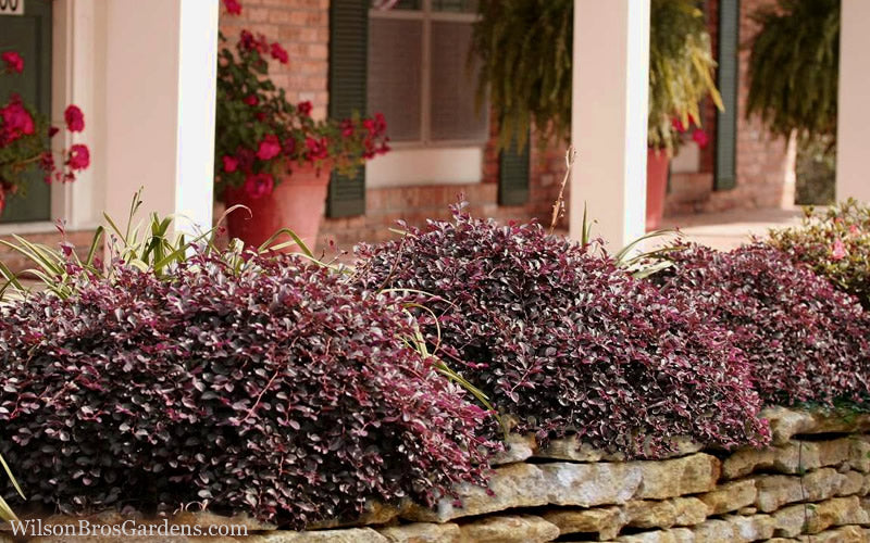  Purple Pixie Loropetalum - 1 Gallon Pot