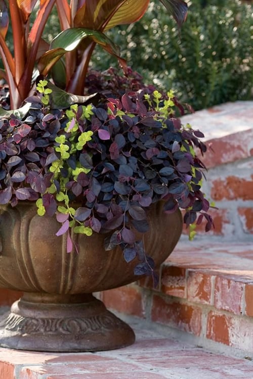  Purple Pixie Loropetalum - 3 Gallon Pot