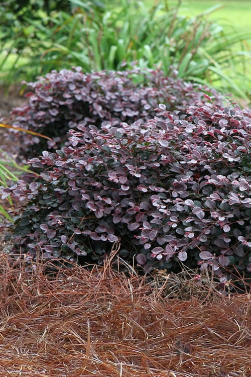  Purple Pixie Loropetalum - 3 Gallon Pot