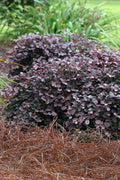  Purple Pixie Loropetalum - 3 Gallon Pot