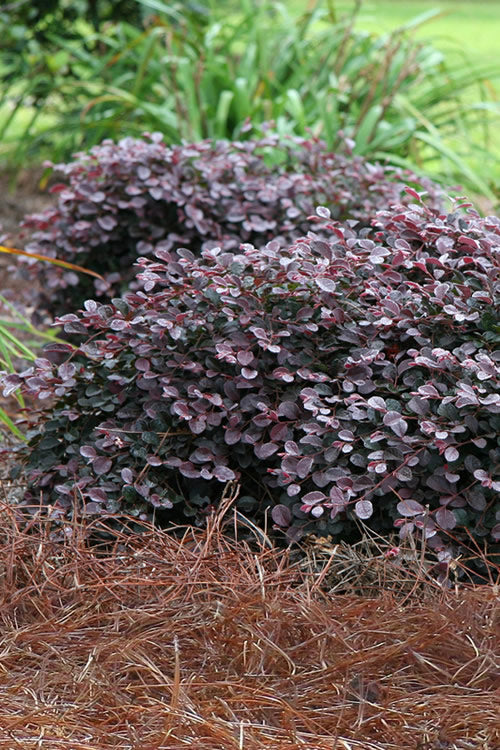  Purple Pixie Loropetalum - 1 Gallon Pot