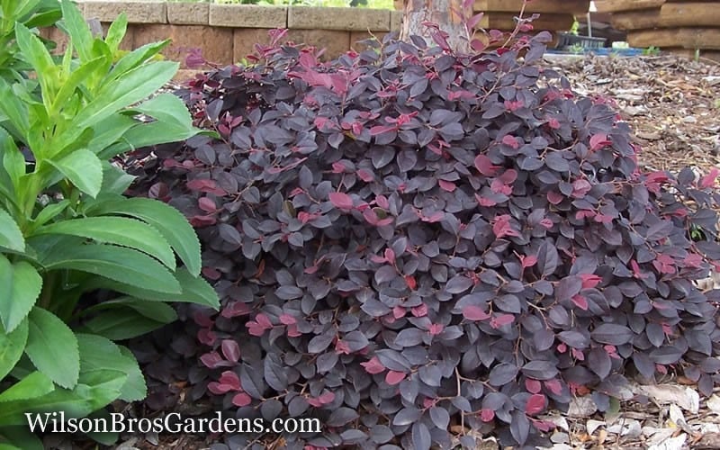  Purple Pixie Loropetalum - 3 Gallon Pot