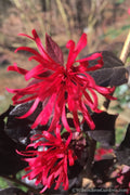  Red Diamond Loropetalum - 1 Gallon Pot