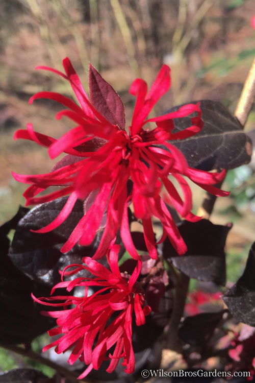  Red Diamond Loropetalum - 3 Gallon Pot