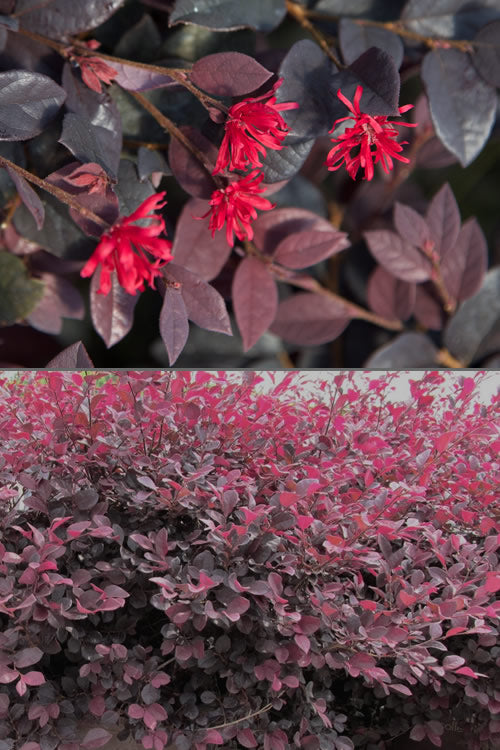  Red Diamond Loropetalum - 3 Gallon Pot